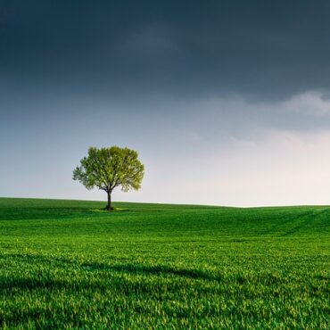 Hauts-de-France : Alerte rouge aux pollens de graminées, gare aux nez qui coulent !