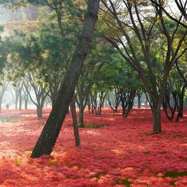 Allergies à Paris : le Parc Floral se dote d'un outil anti-pollen !