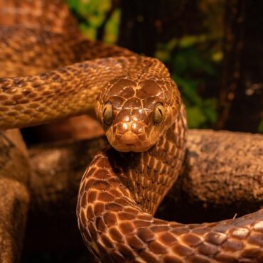 Wattrelos : Un serpent d'un mètre sème la surprise en plein centre-ville !