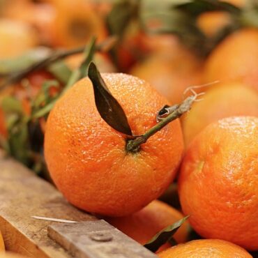Pari tropical réussi en Auvergne : des agrumes poussent près de chez vous !