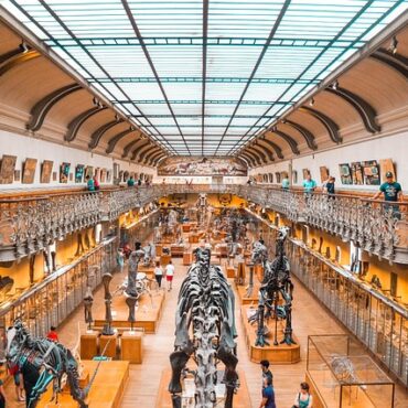Angoulême : Un géant préhistorique de 20 mètres fait son entrée au musée !