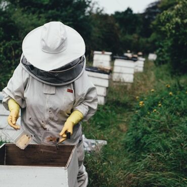 Abeilles en surchauffe dans l'Orne : le miel de printemps débarque avec d'avance !