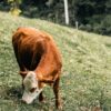 Mayenne : l&rsquo;exercice militaire qui a coûté cher à un troupeau de vaches !