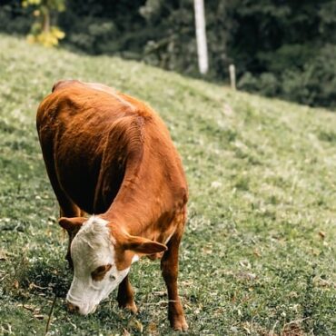 Mayenne : l'exercice militaire qui a coûté cher à un troupeau de vaches !