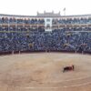 Regalo, le taureau du Gard qui a conquis les arènes et va devenir un reproducteur star !