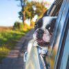 Alerte Canicule : Ne laissez jamais votre chien seul en voiture, même 10 minutes, c&rsquo;est mortel !