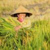 Riz de Camargue : L&rsquo;herbicide Avanza autorisé, la bataille continue !