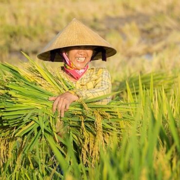 Riz de Camargue : L'herbicide Avanza autorisé, la bataille continue !