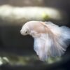 Mystère sous les eaux de la Sélune : des Normands à l&rsquo;écoute d&rsquo;un poisson rare !