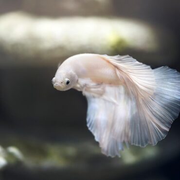 Mystère sous les eaux de la Sélune : des Normands à l'écoute d'un poisson rare !