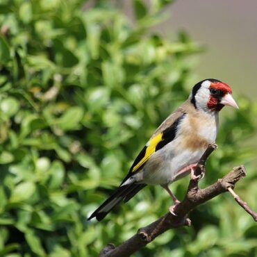 Alerte en Auvergne : Le chardonneret élégant, cible des trafiquants d'oiseaux !