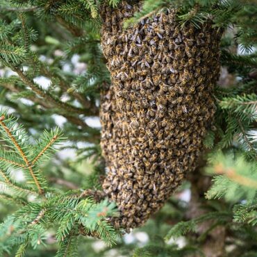 Grand Est : les abeilles, le nouvel atout choc des agriculteurs !
