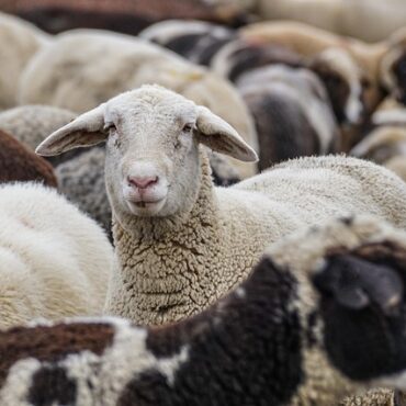 Quand les brebis de Chartreuse défilent en ville : une transhumance pas comme les autres en Isère !