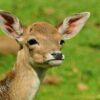 Auvergne: Nos Animaux Sauvages n&rsquo;auront Plus de Secrets!