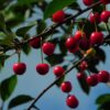 Vos fruits font le bonheur en Nouvelle-Aquitaine : la cueillette solidaire prend de l&rsquo;ampleur !