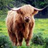 Bordeaux : Le grand retour des vaches à Aquitanima, un vent d&rsquo;espoir pour nos éleveurs !