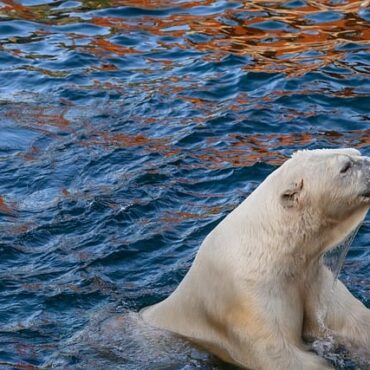 Vague de chaleur en Normandie : Nos animaux s'adaptent, du Cerza au Haras du Pin !