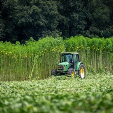Chanvre Néo-Aquitain en Crise : Le CBD Alimentaire Interdit, les Producteurs en Colère
