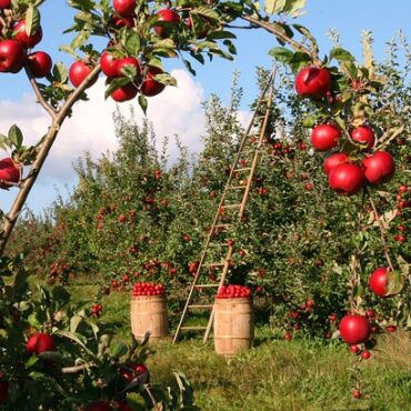 Le Cidre de Thiérache rêve d'AOP : un label pour l'Aisne et son bocage !