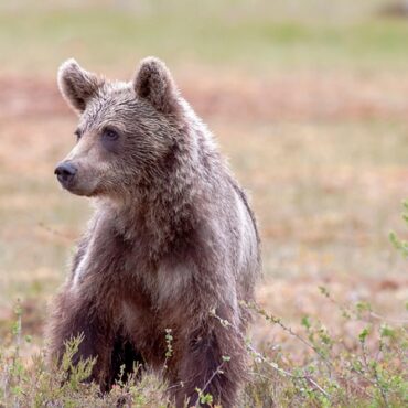 Pyrénées : Trepador, l'ourson aragonais qui fait grimper l'espoir !