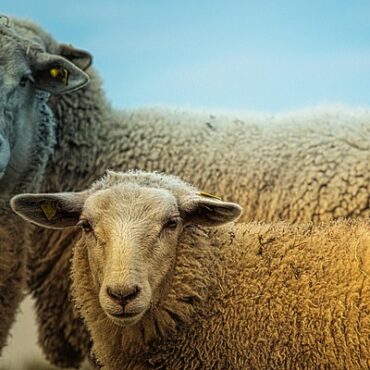 Aïd el-Kébir : L'abattoir de Cernay, unique en France, embauche des volontaires musulmans !