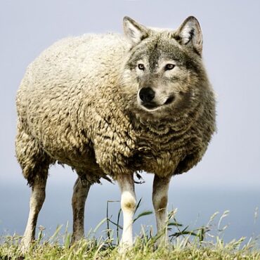 Polémique en Creuse : Le maire de Gouzon annule un documentaire sur le loup !