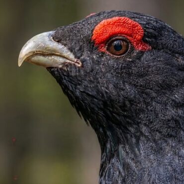Vosges : 17 Grands Tétras norvégiens pour un nouvel espoir !