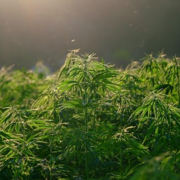 Près du Salagou : l'odeur du "jardin" suspect mène les gendarmes à une grosse saisie de cannabis !