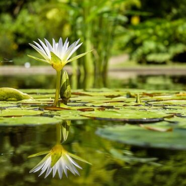Haute-Vienne : le paradis secret des plantes rares !