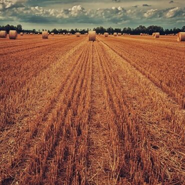 Haute-Vienne : la canicule de mai bouscule déjà nos agriculteurs !