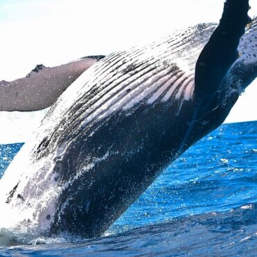 Capbreton : Émotion et questions après la mort d'une baleine malgré des efforts héroïques