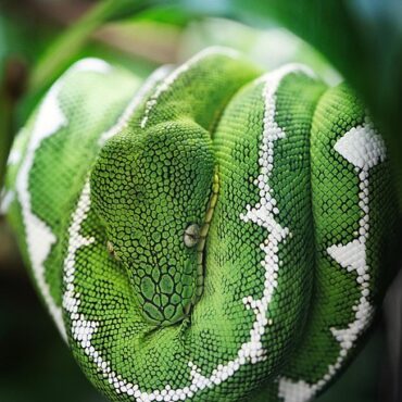 Serpents à la maison : les bons réflexes en Nouvelle-Aquitaine !