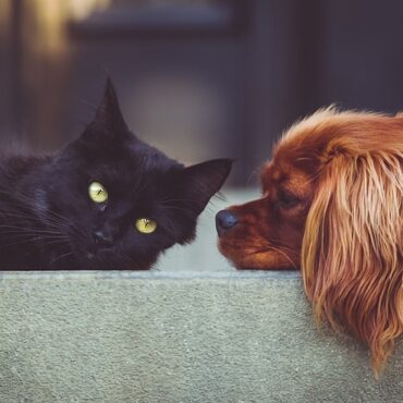 L'appli tarnaise qui fait matcher vos animaux : un "Tinder" pour chiens, chats... et reptiles !