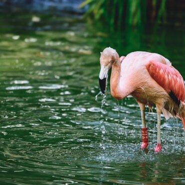 Canicule dans le Grand Est : Vos gestes simples pour sauver nos animaux sauvages !