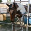 Scandale dans le Nord : Un cheval grièvement blessé, deux autres tagués à Wallers et Bellaing !