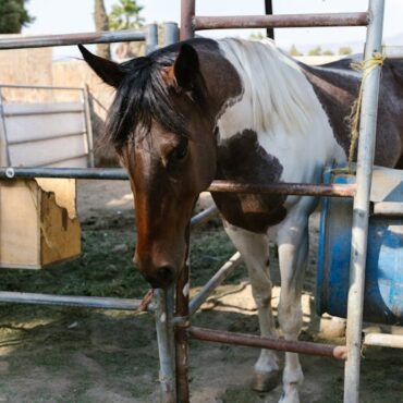 Scandale dans le Nord : Un cheval grièvement blessé, deux autres tagués à Wallers et Bellaing !