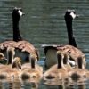 Noyades en Auvergne-Rhône-Alpes : L&rsquo;Ardèche sous haute surveillance cet été !