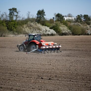 Alerte en Mayenne : la mouche géomyza dévore les espoirs des agriculteurs