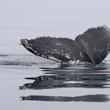 Mystère en Manche : un rorqual mort inquiète au large de Cherbourg