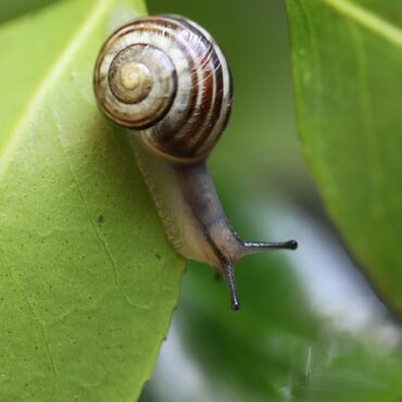 À Teissières-de-Cornet, l'escargot du Cantal sort de sa coquille !
