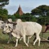 Corrèze : Luzerne et Amandes, le Pari Gagnant de nos Agriculteurs Face au Changement Climatique !