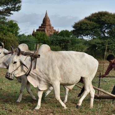 Corrèze : Luzerne et Amandes, le Pari Gagnant de nos Agriculteurs Face au Changement Climatique !