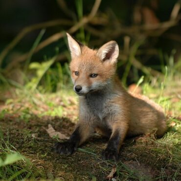 Urgence en Nouvelle-Aquitaine : Le Centre ERINA Déborde, Nos Animaux Sauvages en Péril !