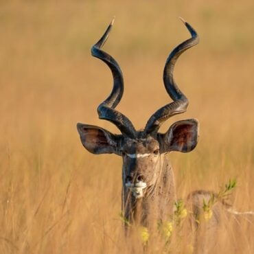 Triple Bonheur en Ardèche : Des Bébés Antilopes Rares au Safari de Peaugres !