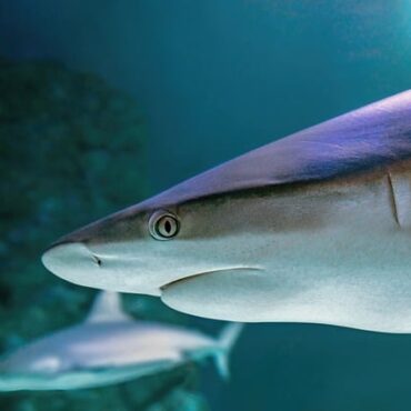 Alerte en Mer du Nord : des requins échoués par centaines près de nos côtes !