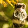 Coup de Cœur au Zoo de Lille : Deux Petits Singes Menacés Font le Show !