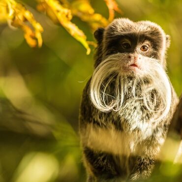 Coup de Cœur au Zoo de Lille : Deux Petits Singes Menacés Font le Show !