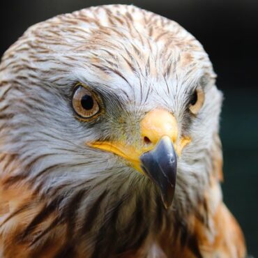 Cadaujac : Les rapaces de la fête médiévale au cœur d'un débat local !