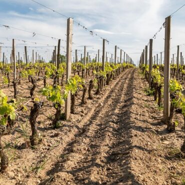 Solidarité géante à Orschwiller : après l'incendie, tout un village se mobilise pour son vigneron !