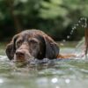 Alerte Cyanobactéries : La Vienne se bat pour sauver la baignade estivale !